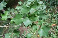 Acer cappadocicum ssp. sinicum