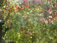 Viburnum opulus 'Compactum'