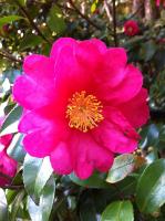 Camellia sasanqua