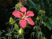 Hibiscus coccineus 'Tatters'