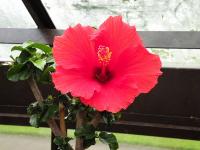 Hibiscus coccineus 'Glasgow'