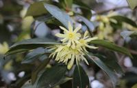 Illicium anisatum