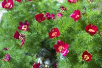 Paeonia tenuifolia