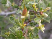 Purshia tridentata