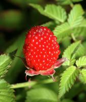 Rubus illecebrosus