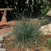 Sesleria caerulea