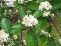 Sorbus aria