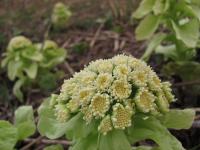 Petasites japonicus