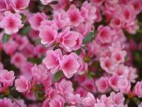 Azalea 'Kirin'