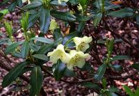 Rhododendron 'Merganser'