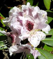 Rhododendron 'Sappho'