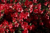 Rhododendron 'Aladdin'