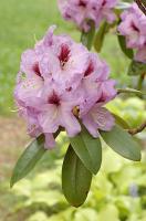 Rhododendron 'Arthur Bedford'