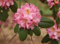 Rhododendron 'Scintillation'
