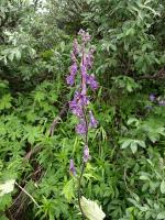 Aconitum septentrionale