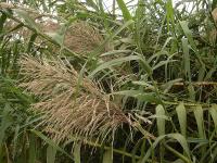 Miscanthus floridulus