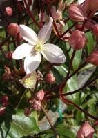 Clematis 'Apple Blossom'