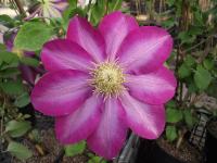 Clematis 'Asao'