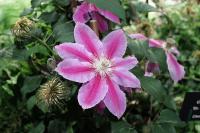 Clematis 'Dr Ruppel'