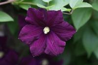 Clematis 'Etoile Violette'