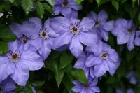 Clematis 'Hybrida Sieboldii'