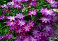 Clematis 'Kakio'