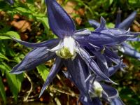 Clematis 'Lagoon'