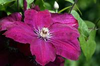 Clematis 'Rouge Cardinal'