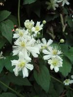 Clematis 'Summer Snow'