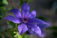 Clematis 'Yamato'