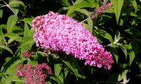 buddleja davidii 'Pink Delight'