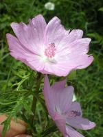 Malva moschata