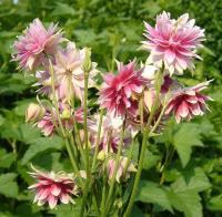 Aquilegia 'Nora Barlow'