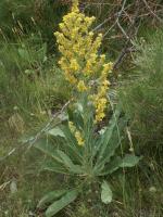 Verbascum lychnitis