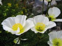 Papaver alpinum