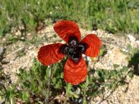 Papaver argemone