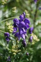 Aconitum compactum