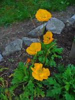 Papaver croceum