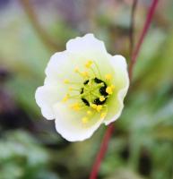 Papaver dahlianum