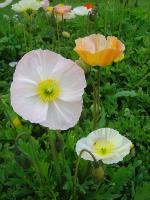 Papaver nudicaule