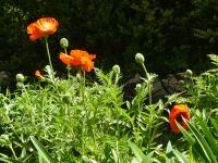 Papaver orientale