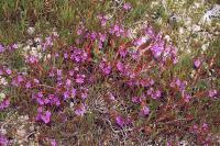 Lythrum junceum