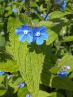 Myosotis stricta