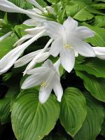 Hosta plantaginea