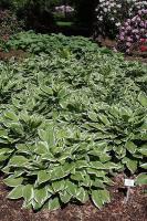 Hosta crispula
