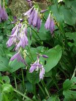 Hosta rectifolia