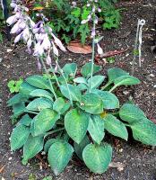 Hosta tokudama