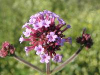 Verbena bonariensis