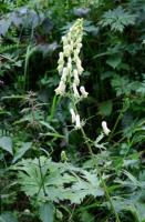 Aconitum vulparia