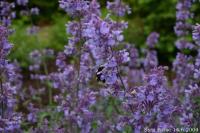 Nepeta faassenii